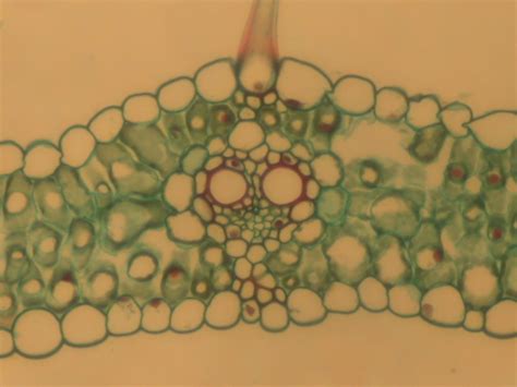 C3 C4 leaf cross sections