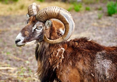 Ibex the Wild Mountain Goat with Amazing Horns Stock Image - Image of ...