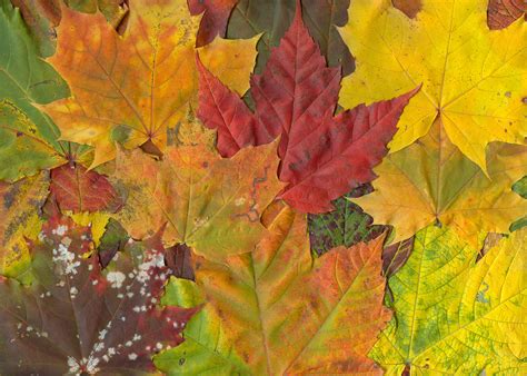 File:Maple-leaves-fall.jpg