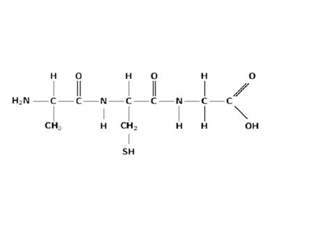 Solved: 1. How Many Peptide Bonds Are In The Polypeptide A... | Chegg.com