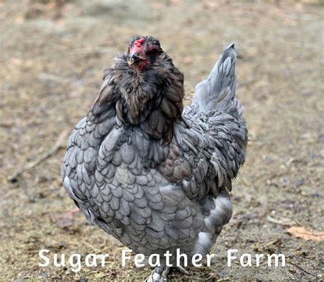 Olive Egger Chicken ; Sugar Feather Farm