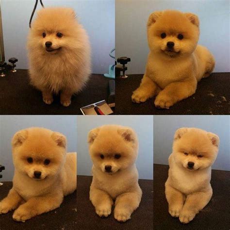 Pomeranian Puppy Cut Grooming - Pets Lovers