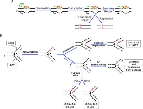 Consequences of cytosine deamination. (A) Consequences of cytosine ...