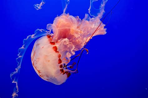 Box Jellyfish (Photo by Denis Lesak) : r/wallpapers