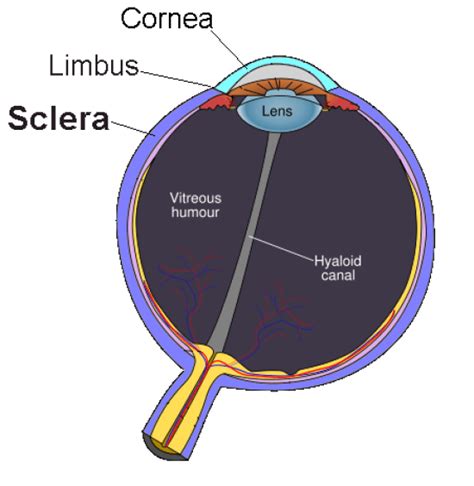 Difference Between Sclera and Conjunctiva | Compare the Difference Between Similar Terms