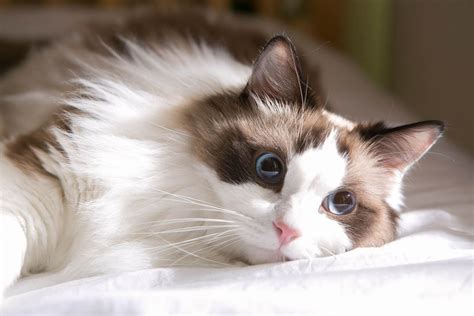 Ragdoll Cat Breeders - Australia - Cat-World