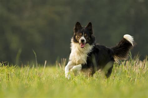 What Types Of Dogs Are Herding Dogs