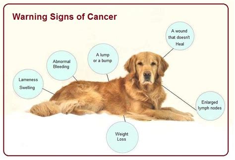 A Guide to Cancer in Dogs | Symptoms & Treatments | Dr. Bill's