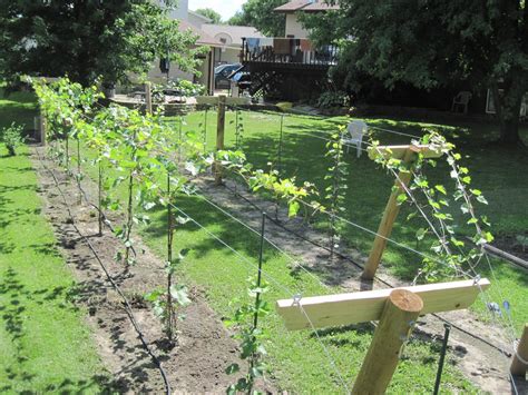 Growing Grapes in my Vineyard: Finished Trellis