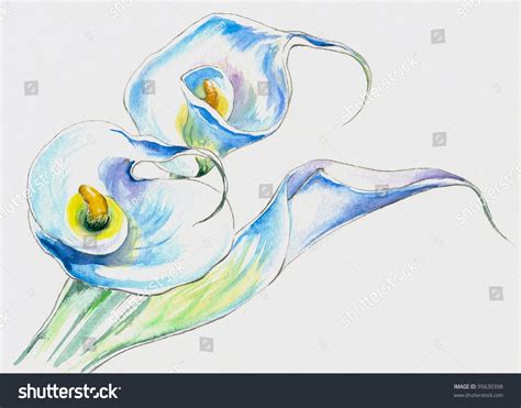 White Calla Lilies Watercolor Painted. Stock Photo 95630398 : Shutterstock