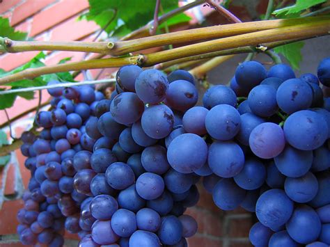 Shiraz - one of the best red grape varieties | Fine Wine and Spirits