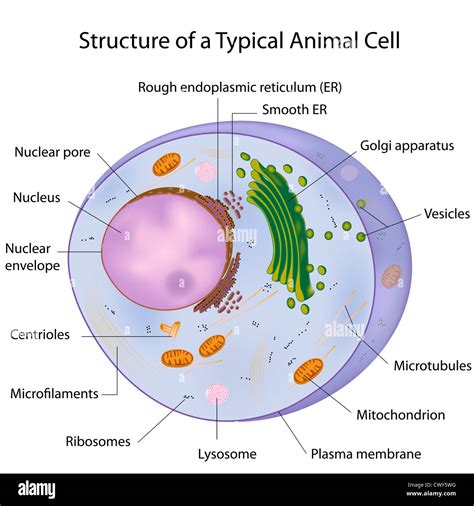 Animal Cell Structure Cytoskeleton