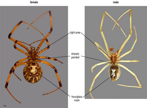 Theridiidae key