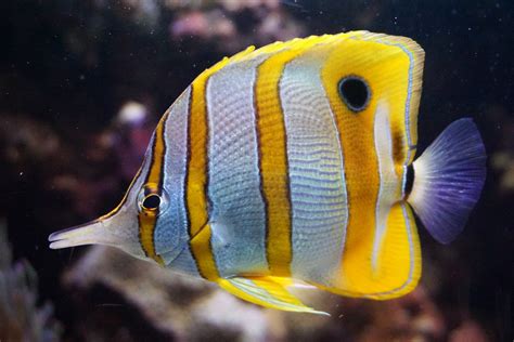 Butterfly Fish: Species Info, Habitat & Care Guide - CoralRealm