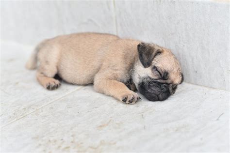 Sleeping cute Pug stock image. Image of house, innocent - 156943667