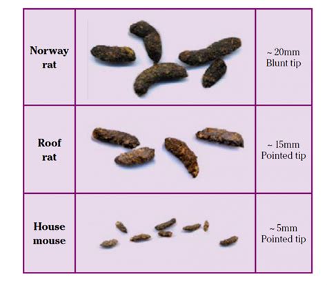 UNDERSTANDING RODENT FAECES - Professional Pest Manager