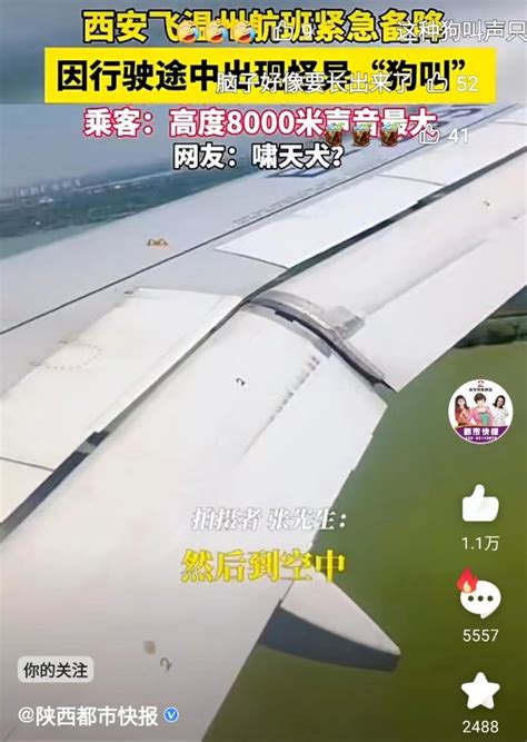 Dog Barking Causes Emergency Landing on Air China Flight in China - News Directory 3