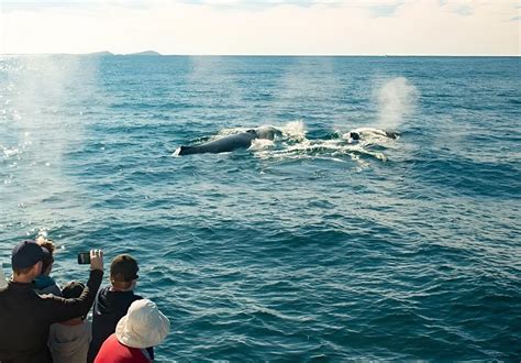 Nelson Bay Whale Watching Cruise| Moonshadow TQC Cruises