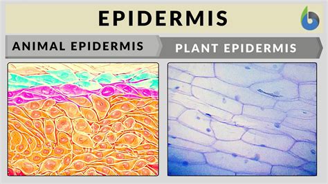 Human Epidermal Cells Diagram