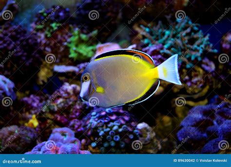 Powder Brown Tang stock photo. Image of ocean, caribbean - 89630042