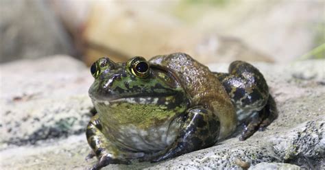 National Aquarium - American Bullfrog