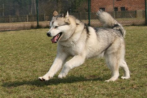 Alaskan Malamute playing photo and wallpaper. Beautiful Alaskan ...