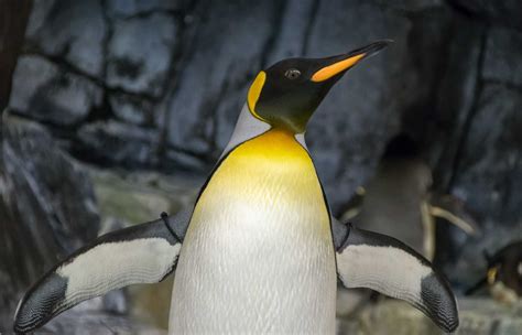 50 Surprising Emperor Penguin Facts Your Kids Will Love (2024) - Milwaukee With Kids