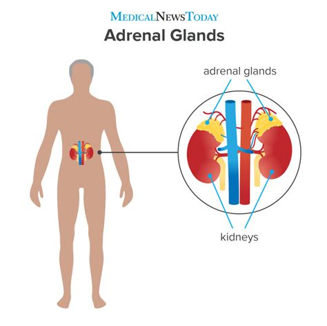 Adrenal gland: Function, hormones, and disorders