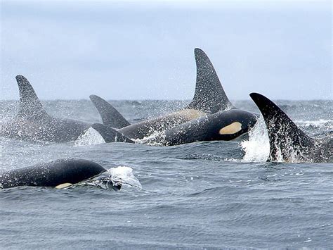 Without ice, killer whales are preying on bowheads in Alaska's northern seas - Alaska Public Media