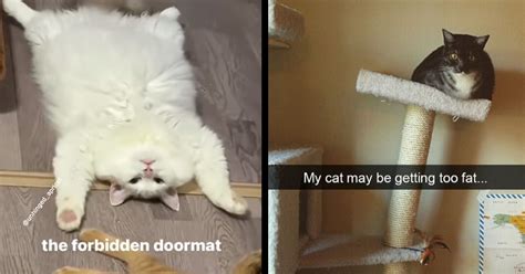 Chubbiest, Chonkiest, Fat Cat Memes That Will Melt Your Heart - I Can ...