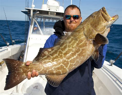 Black Grouper - Profile | Traits | Facts | Diet | Biology | Catch - SeaFish