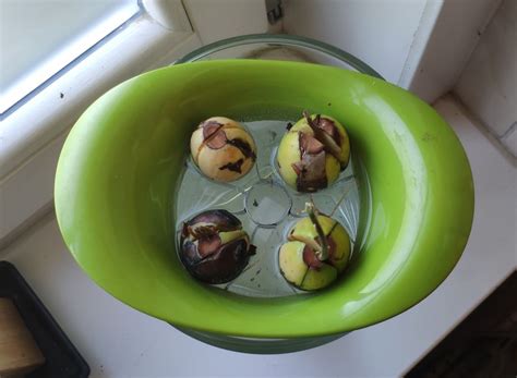 Avocado seed sprouting system with 2 IKEA items