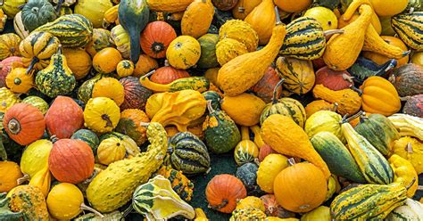 Is Squash a Fruit or Vegetable?