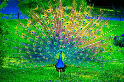 Download Colors Colorful Bird Animal Peacock HD Wallpaper