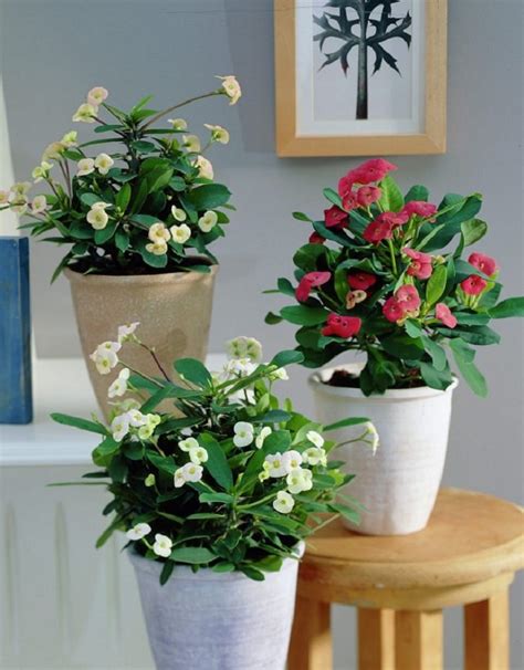 10 best indoor flowering plants - Flower Shop