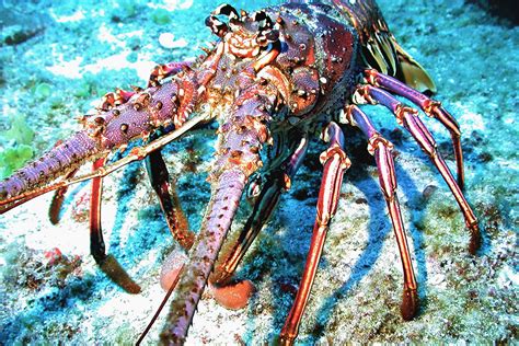 Caribbean Spiny Lobster | NOAA Fisheries