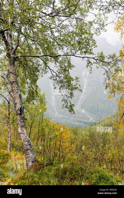 Fall colors in Norway Stock Photo - Alamy