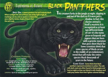 Black Panther | Wild creatures, Black panther, Animals