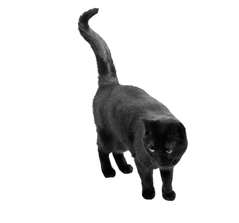 black cat png by camelfobia on DeviantArt