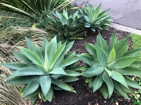 Agave Plants: How to Grow and Care (Complete Guide) - GrowingVale