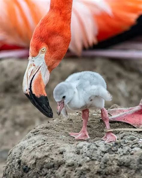 Flamingos are not born their iconic pink colour! The grey-born bird ...