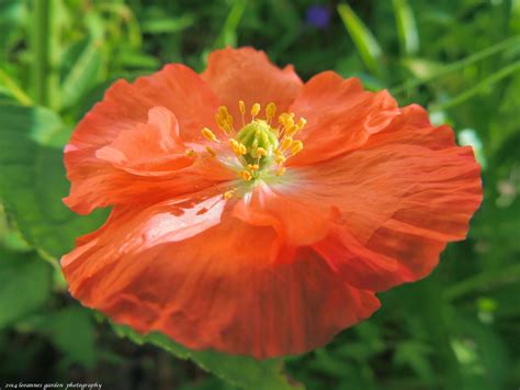 leeannes garden: Poppy