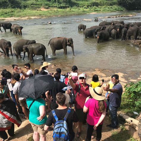 Elephant Orphanage In Sri Lanka Isn’t Actually A Sanctuary At All - The ...