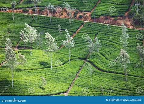 Tea plantation stock photo. Image of farm, green, asia - 54189566