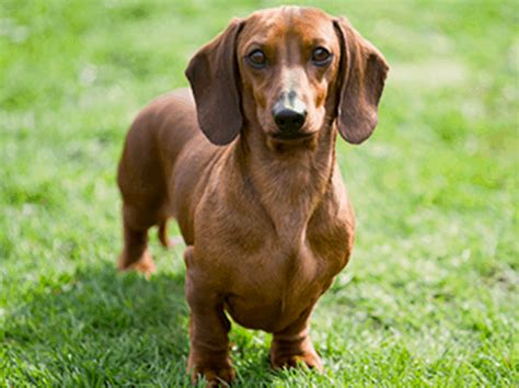 Short Haired Dachshund: Temperament, Health, and Training Tips