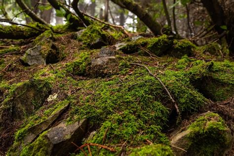 Premium Photo | Background and texture of stones moss and branches in the forest beautiful ...