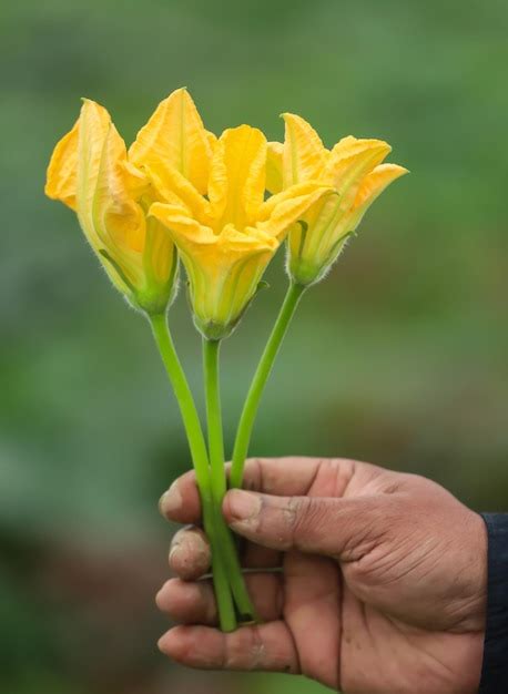 Premium Photo | Edible pumpkin flower