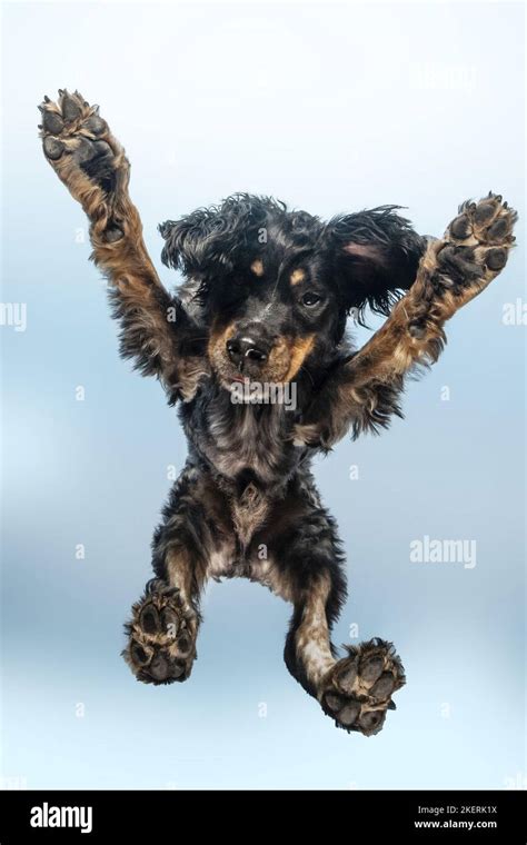 Epagneul Breton in studio Stock Photo - Alamy