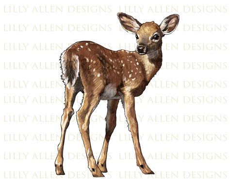 White Tailed Fawn Deer Png Baby Deer Png Sublimation Design - Etsy