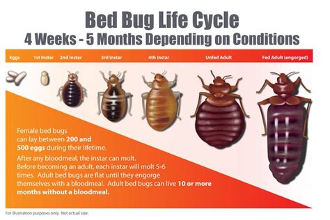 Bed Bug Inspection & Control Company, Winchester and Front Royal, Virginia - Best Exterminating